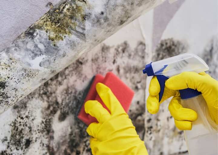 mold remediation greensboro nc